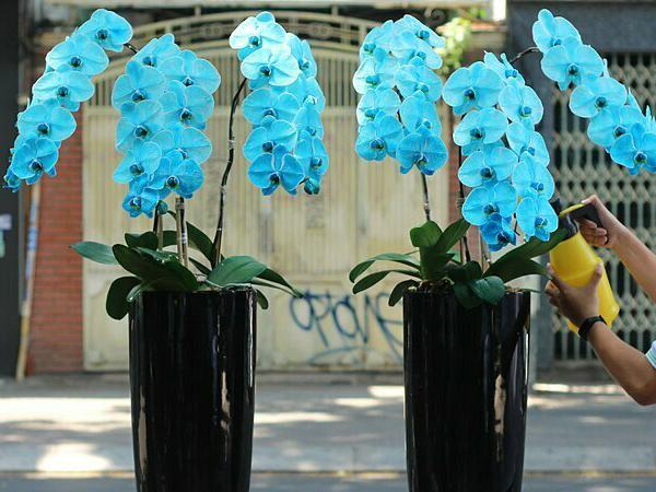 Hoa lan hồ điệp xanh dương 
