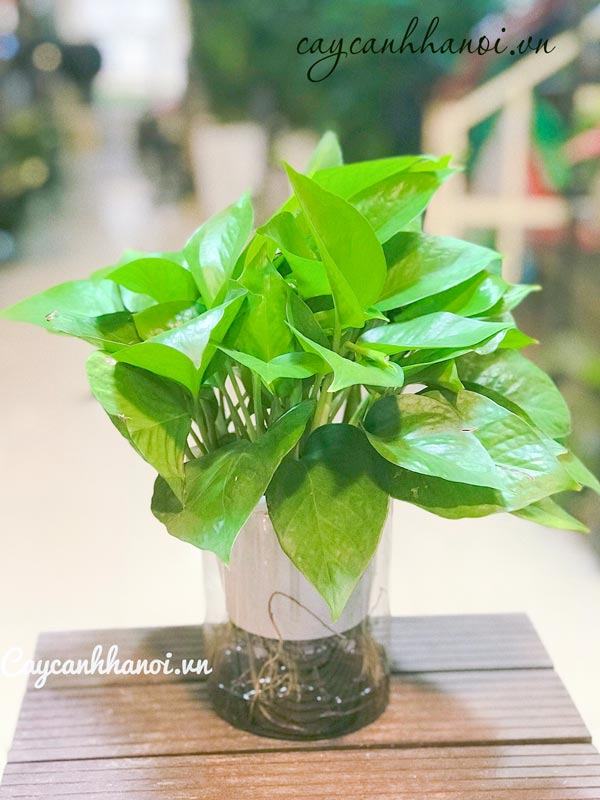 Tổng hợp những loại cây trầu bà hiện có trên thị trường hiện nay 62 Cây trầu bà xanh thái hợp mệnh mộc