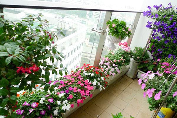 Hoa dừa cạn trồng ban công chung cư