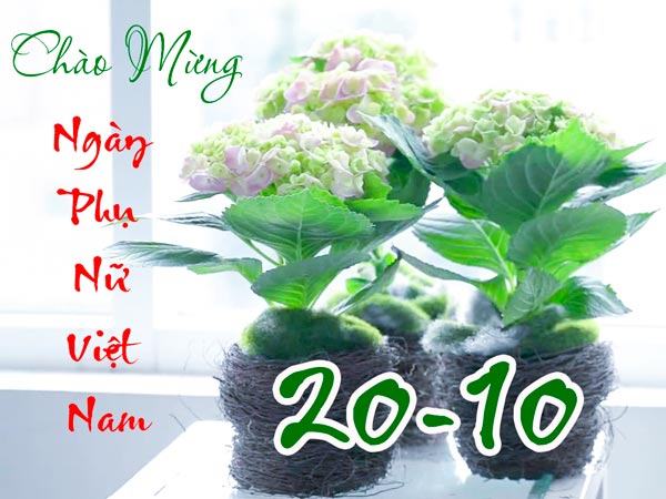 Hoa mừng ngày phụ nữ Việt Nam 20-10