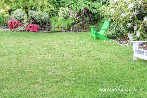 Tạo thảm cỏ cho sân vườn