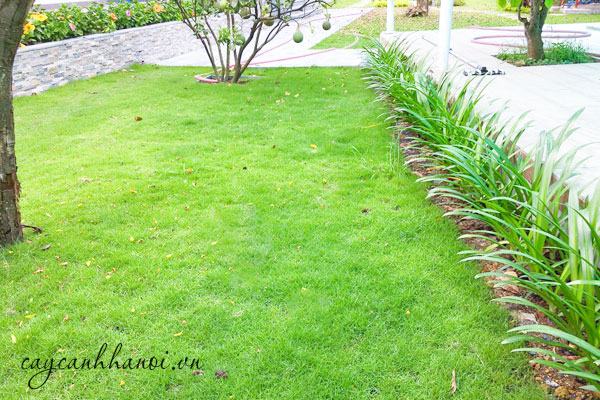 Trồng cỏ trang trí cho sân vườn thêm xanh
