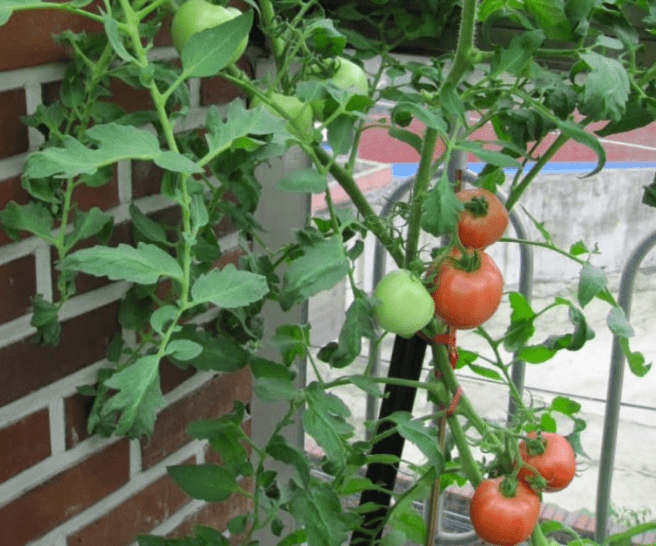 cây cà chua trồng ban công