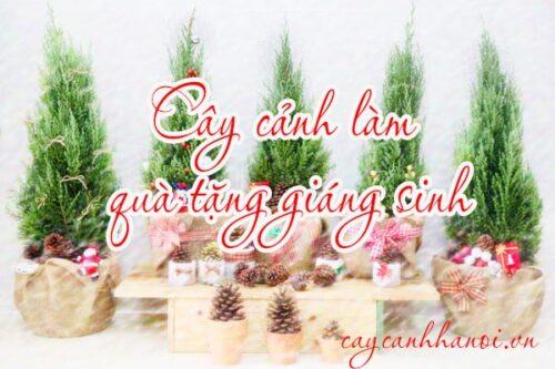 Cây cảnh tặng giáng sinh