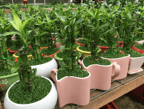 Cây phát tài Việt Nam 13 cay phat loc phat tai 5