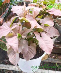 Cây trầu bà hồng