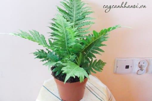 Dương xỉ khổng tước đặt phòng khách