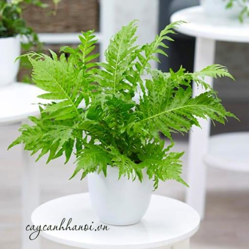 Dương xỉ khổng tước trồng chậu để bàn