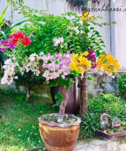 Hoa giấy ngũ sắc trồng trước nhà