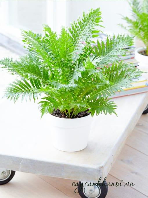 Ý nghĩa cây dương xỉ khổng tước
