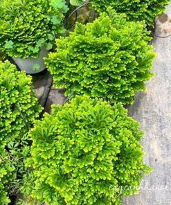 Cách trồng cây rêu phong uyển