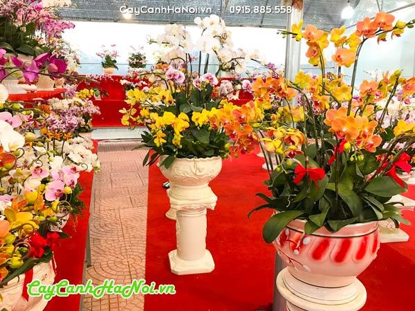 Dịch vụ cho thuê hoa lan hồ điệp tại Hà Nội