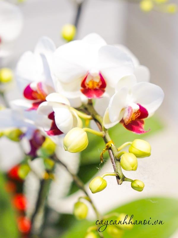 Vẻ đẹp của hoa lan hồ điệp Tết