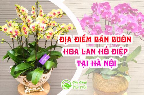 Địa điểm bán buôn hoa lan hồ điệp tại Hà Nội