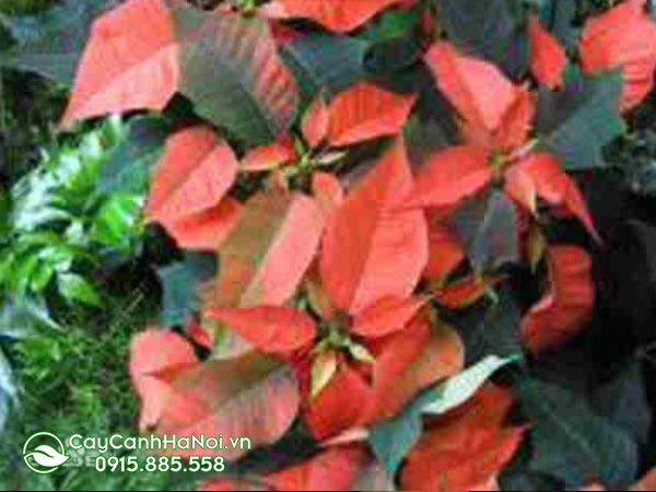 euphorbia Pulcherrima ‘’orange Red Lilo‘