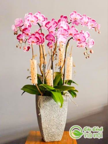 Hoa lan hồ diệp ngày tết đẹp