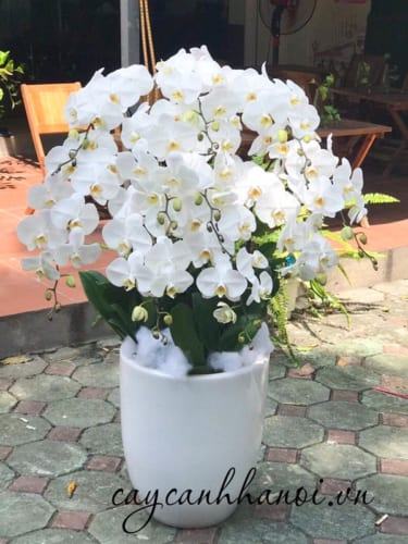 Mẫu hoa lan hồ điệp trắng đẹp 10