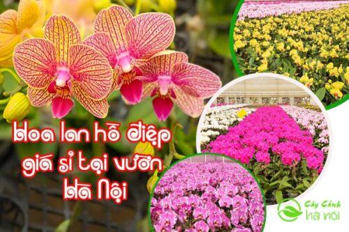 Mua hoa lan hồ điệp giá sỉ tại vườn Hà Nội