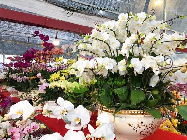 Nơi bán hoa lan hồ điệp giá sỉ tại Hà Nội