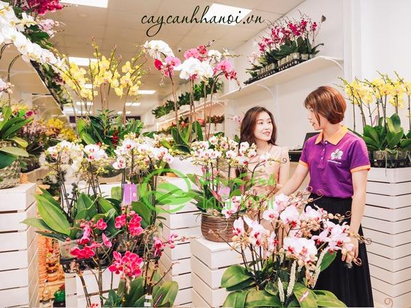 Nơi bán hoa lan hồ điệp Đà Lạt tại Hà Nội