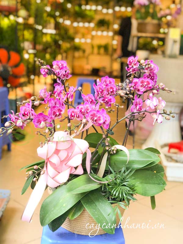 Nơi bán hoa lan hồ điệp đẹp tại Hà Nội