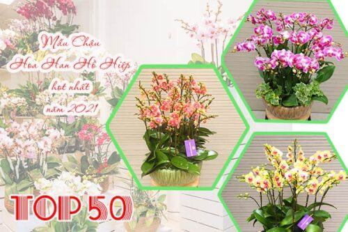 Top những mẫu chậu hoa lan hồ điệp hot năm 2021