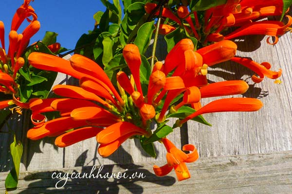 Hoa chùm ớt mang màu sắc rực rỡ