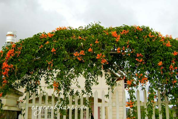 Hoa chùm ớt trồng vòm cổng