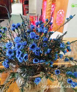 Hoa thanh liễu xanh