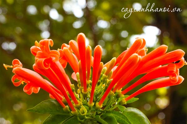 Vẻ đẹp của hoa chùm ớt