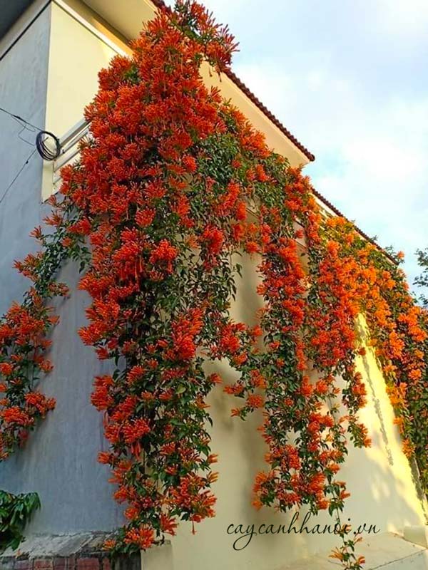 Vẻ đẹp của cây hoa chùm ớt