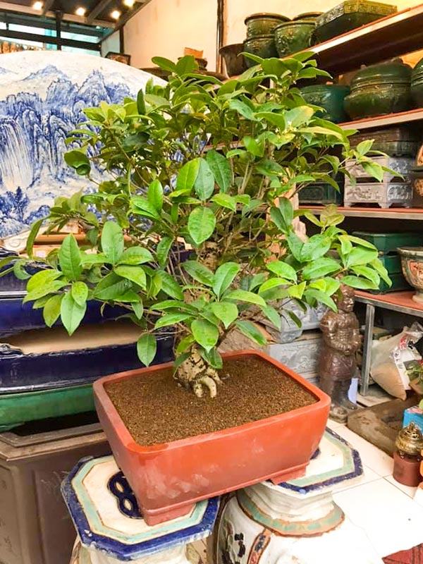 Cây mộc hương bonsai