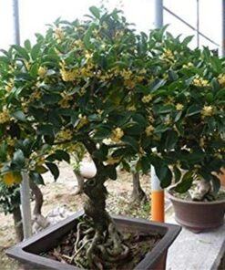 Cây mộc hương trồng bonsai