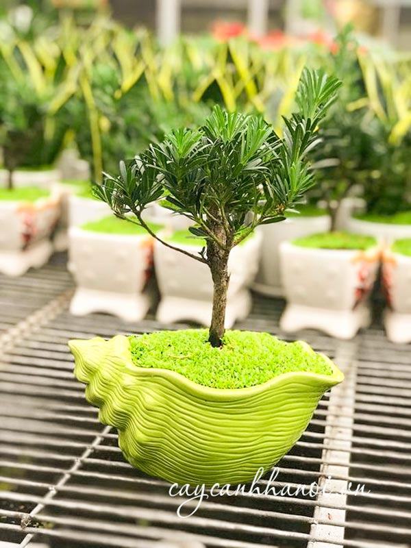 Cây tùng hạnh phúc bonsai để bàn