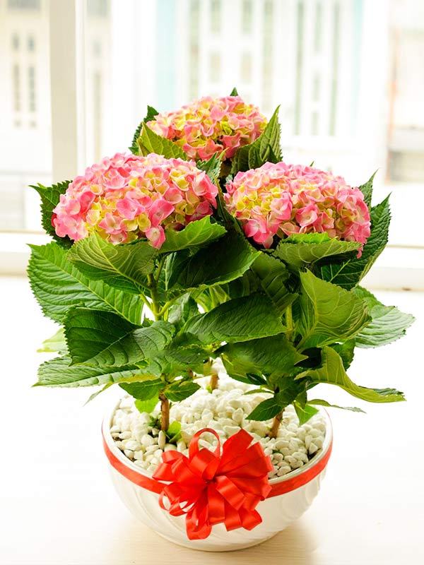 Hoa cẩm tú cầu làm quà tặng