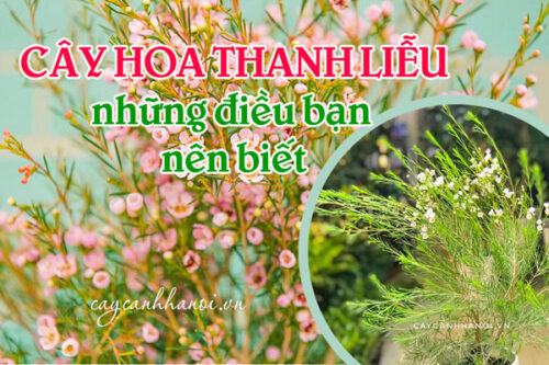 Những điều bạn nên biết về cây hoa thanh liễu