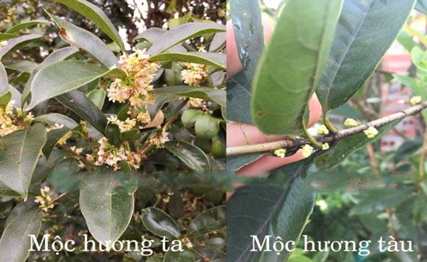 Phân biệt cây mộc hương dựa vào đặc điểm hoa