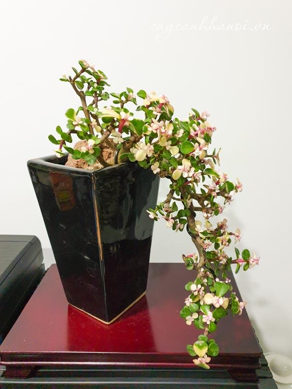 Sen đá đô la trắng trồng làm cây bonsai