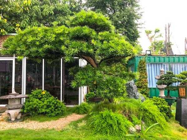 Vạn niên tùng bonsai trồng sân vườn