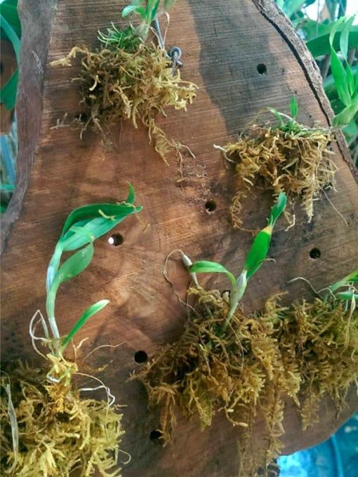 Cách chăm sóc lan sử dụng rêu rừng