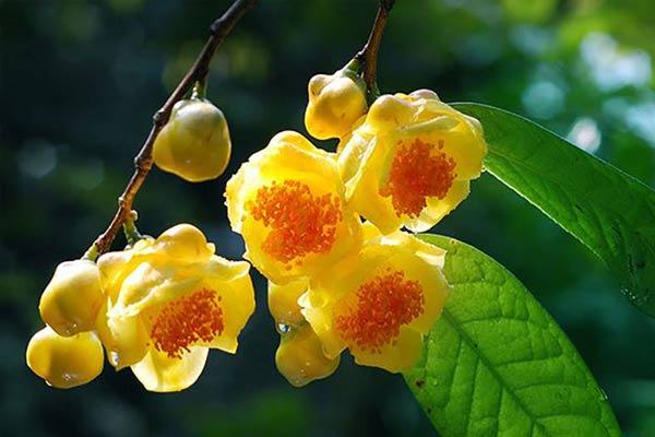 Cây chè hoa vàng chứa nhiều dưỡng chất