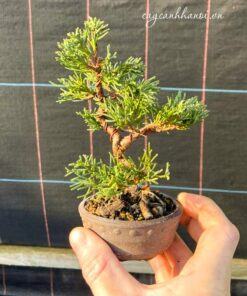 Cây duyên tùng trồng cây bonsai mini