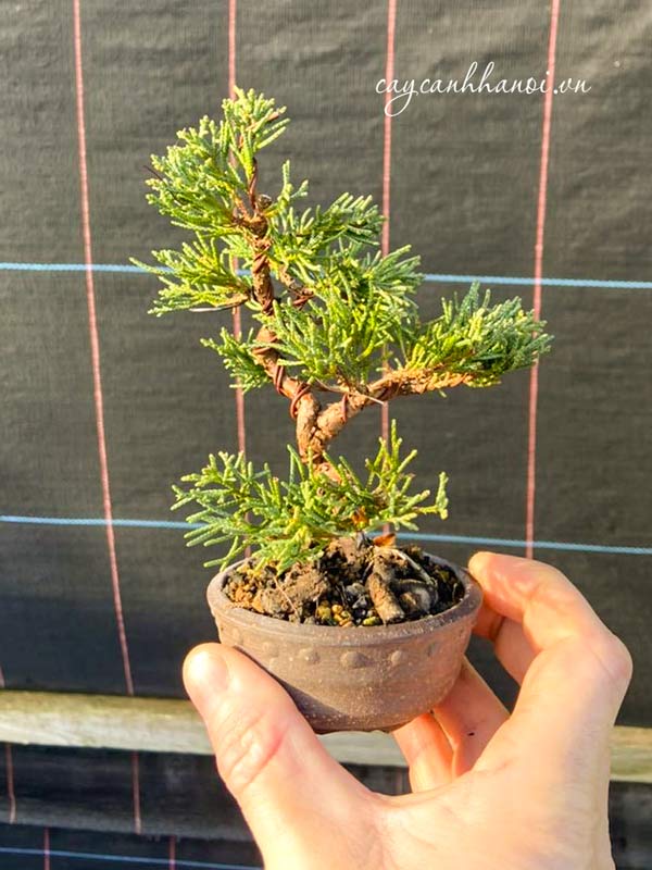 Cây duyên tùng trồng cây bonsai mini