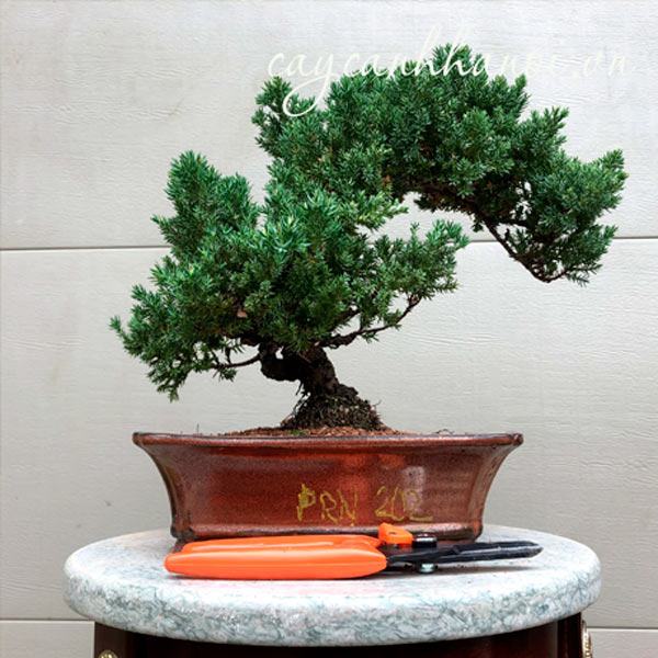 Cây tùng kim bonsai đẹp