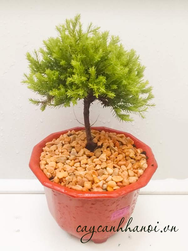 Chăm sóc cây duyên tùng bonsai