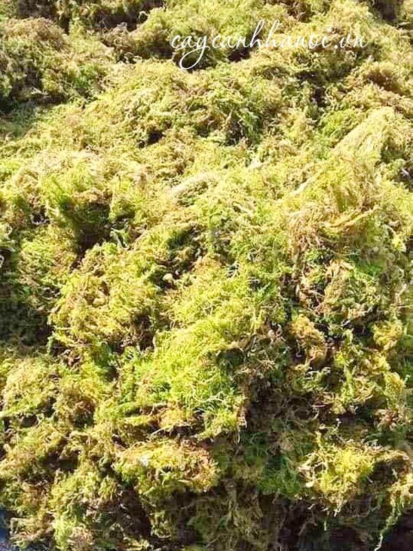 Gía thể rêu rừng trồng lan