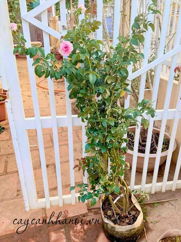 Hoa hồng leo trồng sân vườn