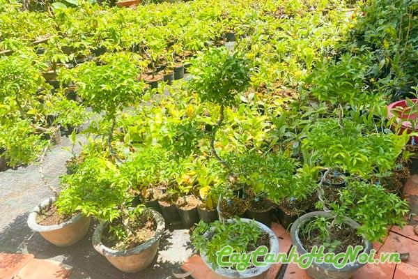 Mai chiếu thủy thường trồng bonsai