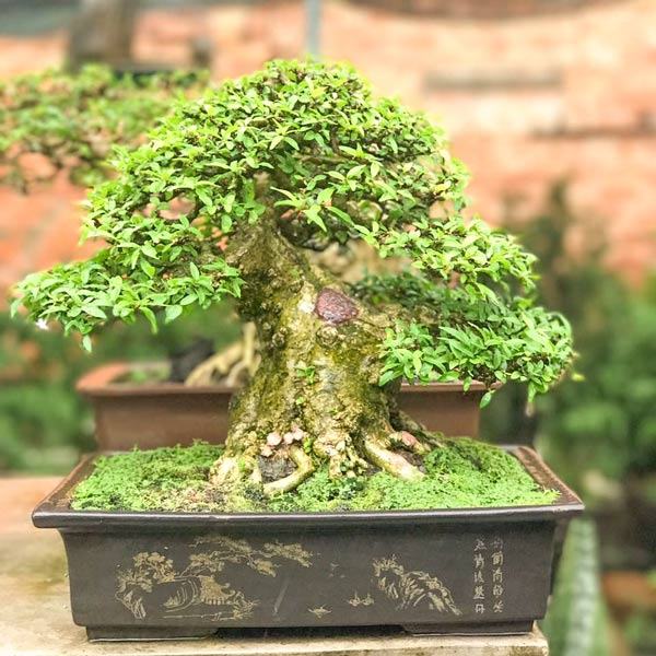 Mai trúc thủy trồng bonsai