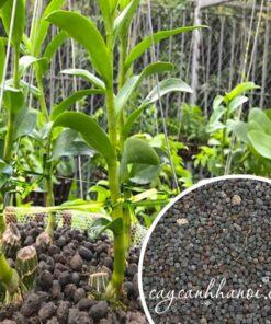 Phân dê hữu cơ dùng để trồng lan